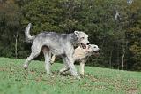 IRISH WOLFHOUND 164